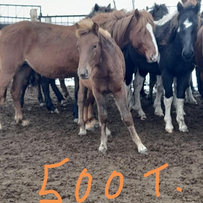 Продам лошадей  жеребых  и годовалых жеребят