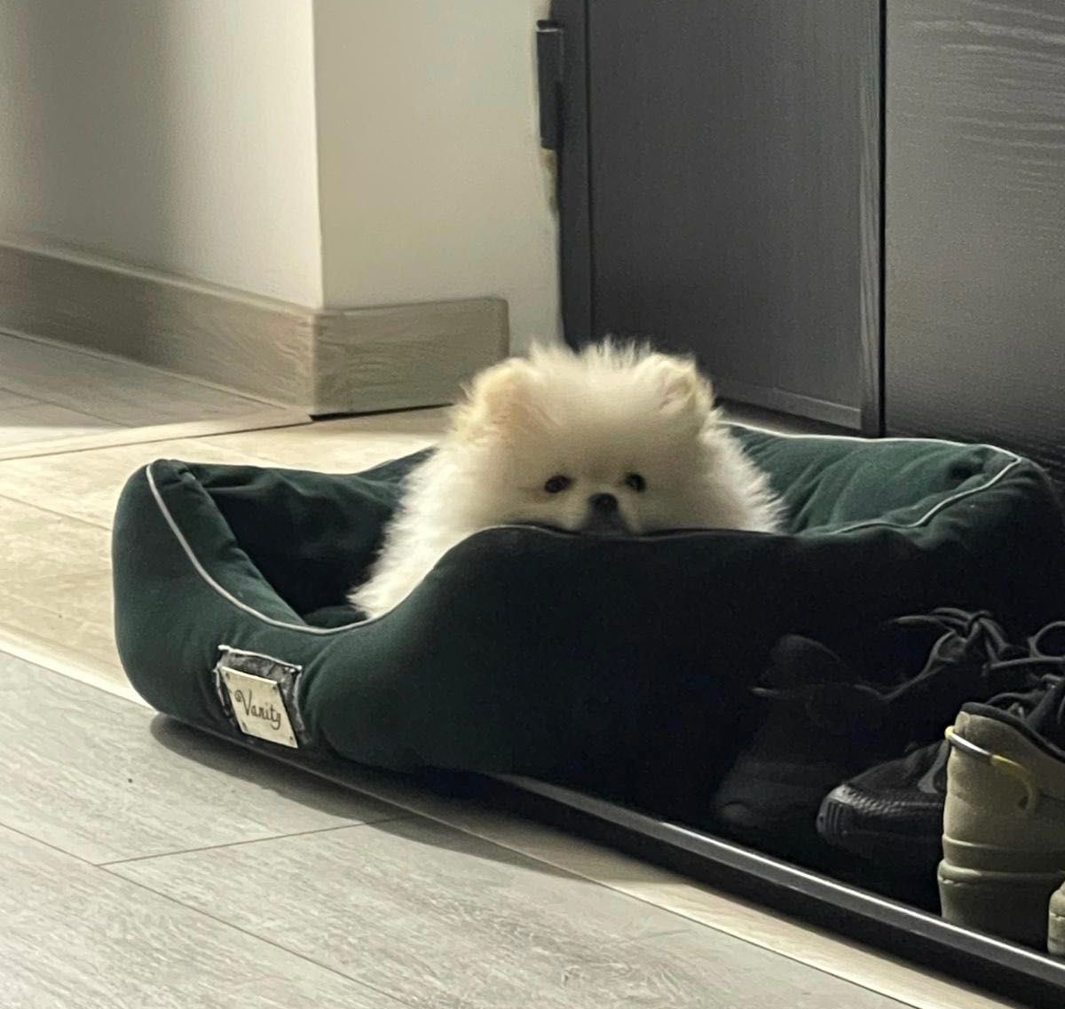 Pomeranian Boo alb de vânzare