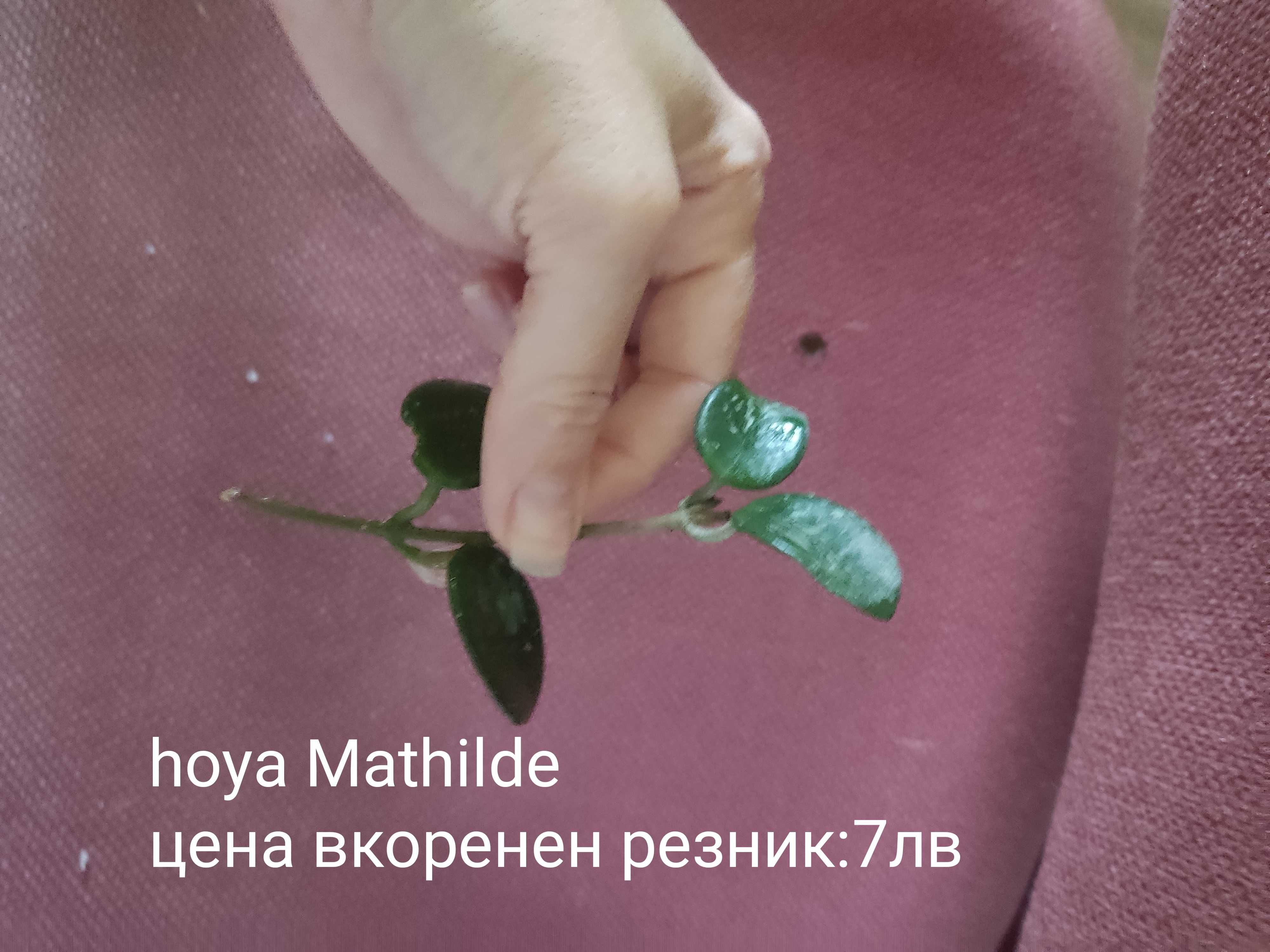 Растения хоя (различни видове)