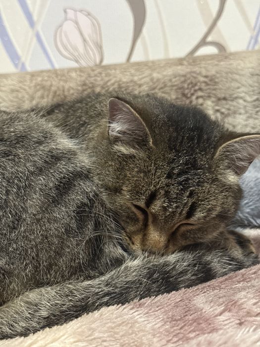 Отдам кошку в добрые руки