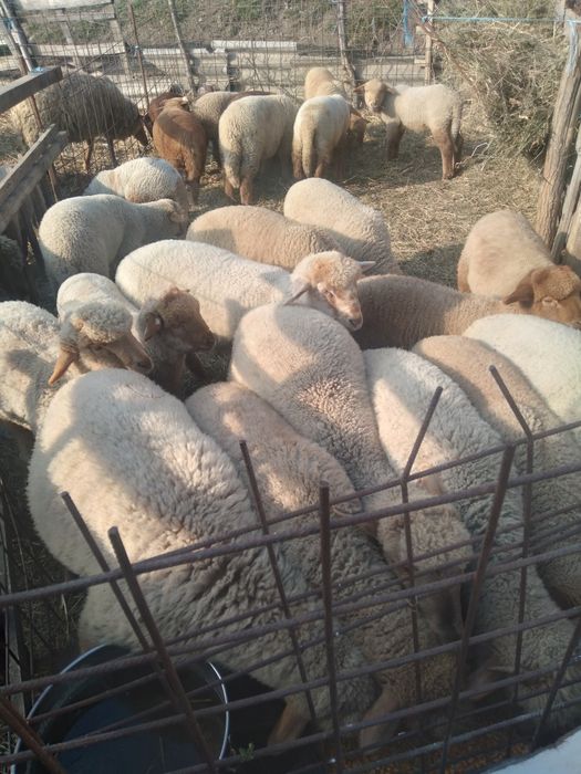 Vând miei mari 20  25 kg