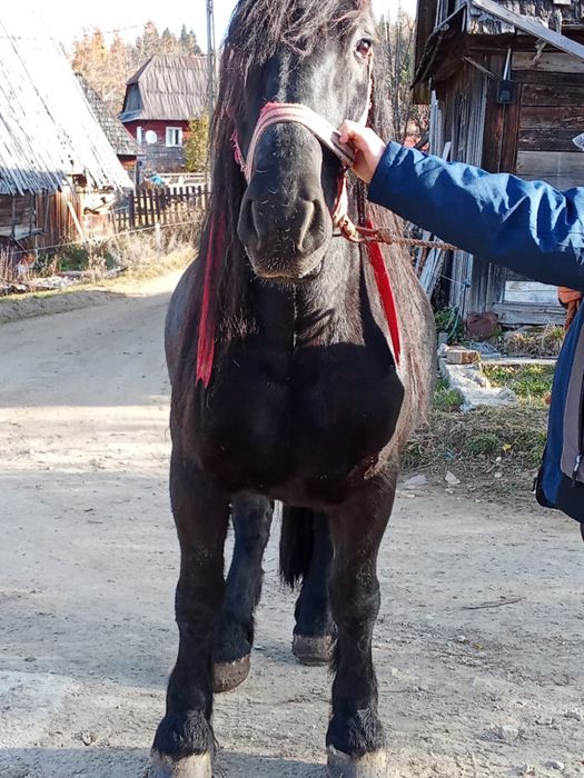 Cal garantat pentru pretențioși !
