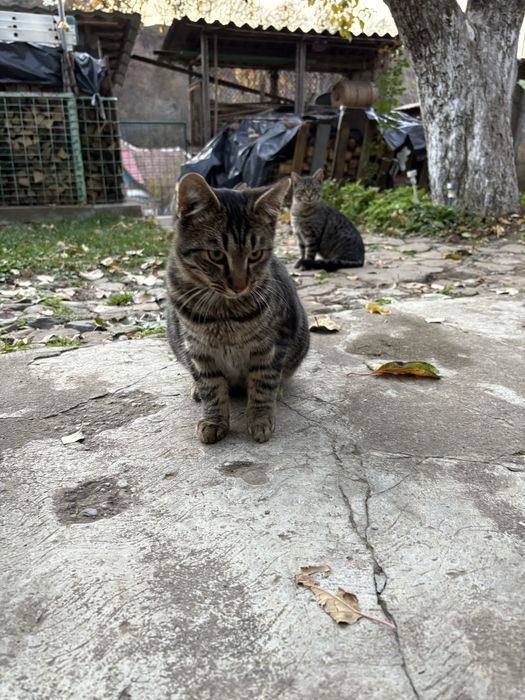 donez 5 puiuti de pisicuță