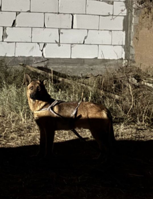 Немис авчарка сабака