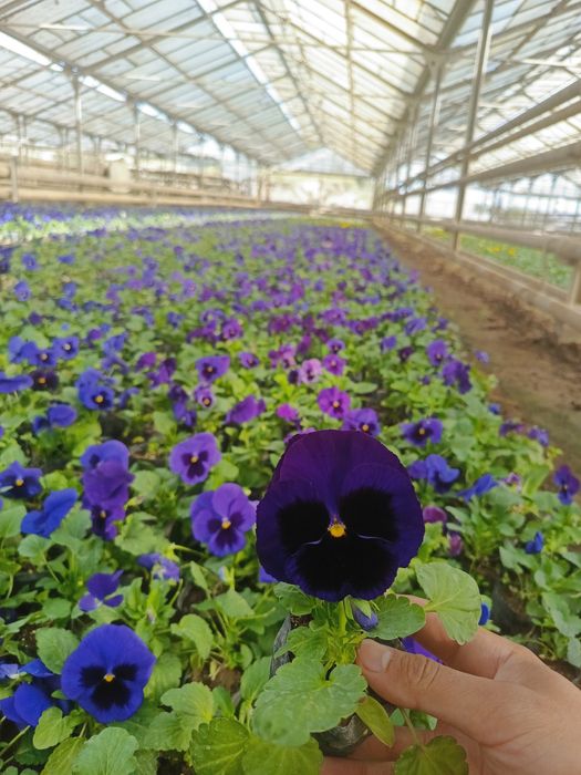 Viola gullari bor