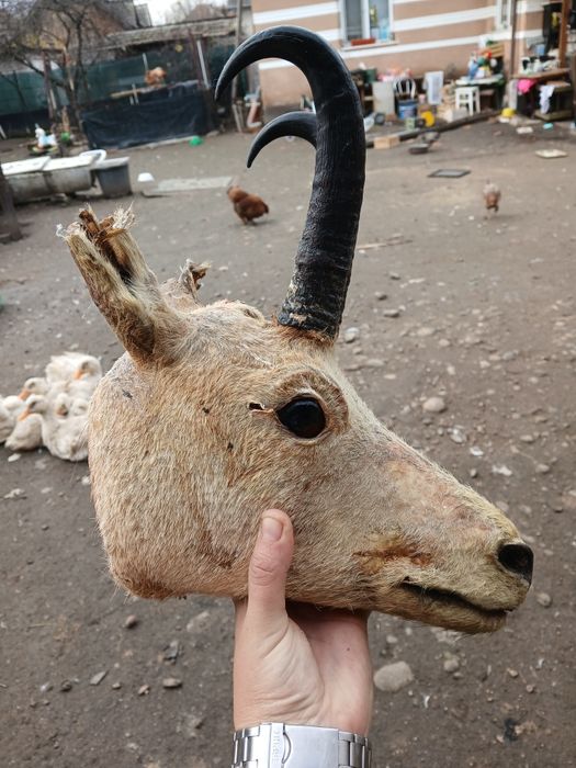 Vand trofeu stare buna