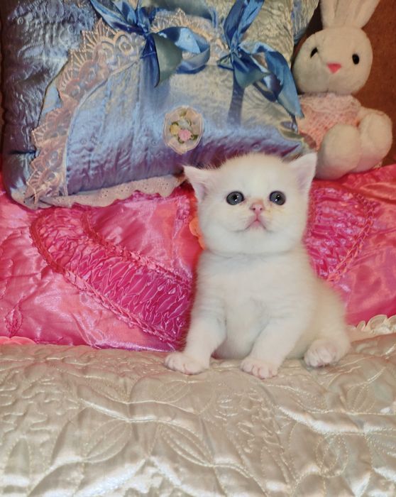 Продается шикарный белоснежный котенок девочка