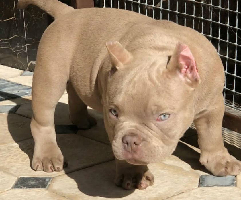 Малыши Премиум Класса!