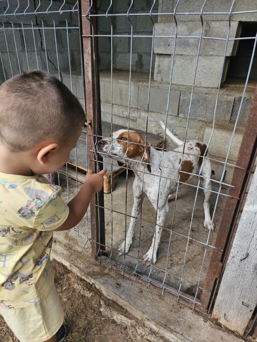 Продавам кучета Пойнтер и Кокер гъбари