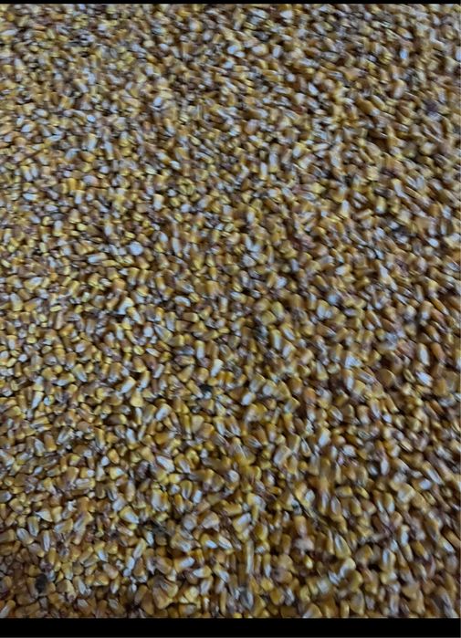 Porumb boabe recolta 2025