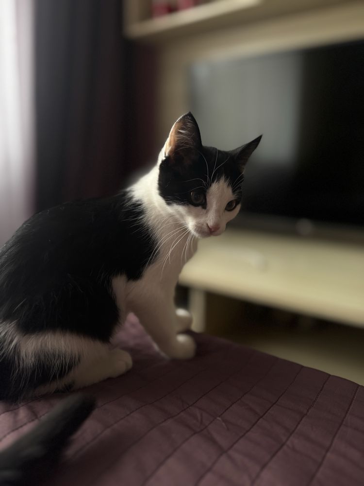 Отдам котенка  девочку