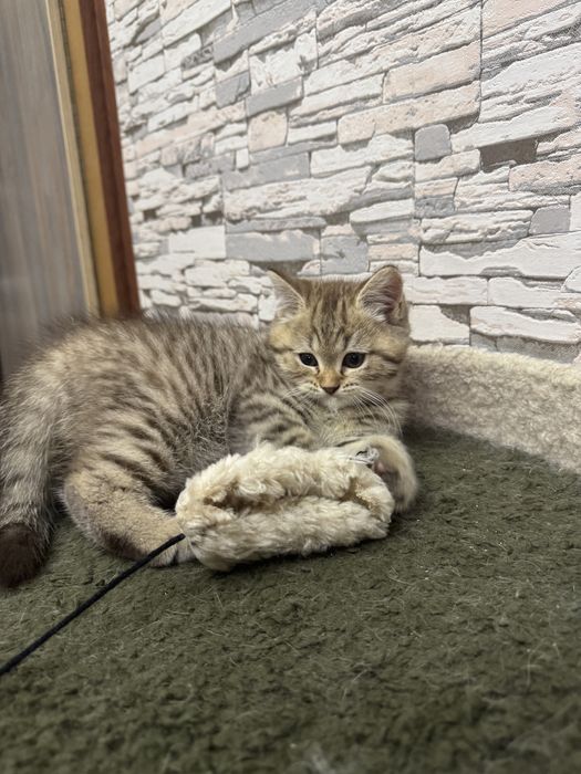 Продаются британские котятя