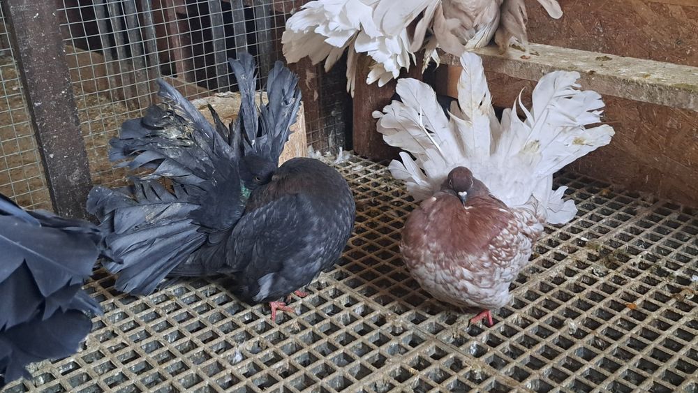 Porumbei voltati  / voltati indieni