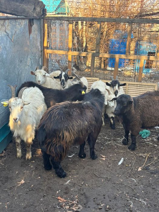 8 ешки сатылады 300мын