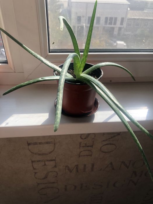 Цветок алоэ -вера лечебный