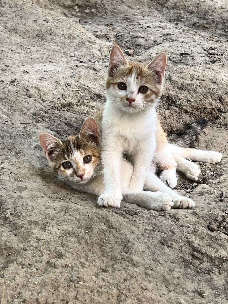 Котята 2 девочки, трёхцветная и рыжая