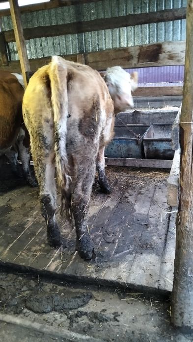 Доиные коровы сименталы