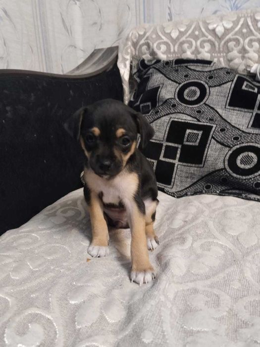 щенки Той терьера