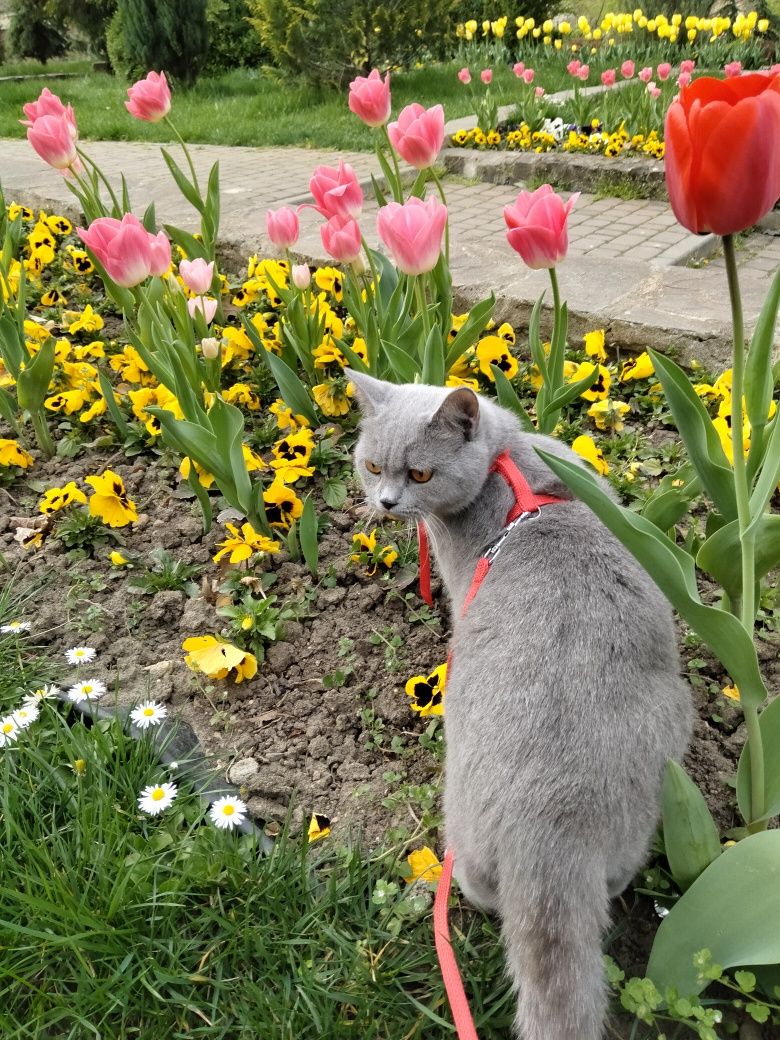 Pisicuță British Shorthair Blue