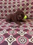 Мини Пудел mini poodle