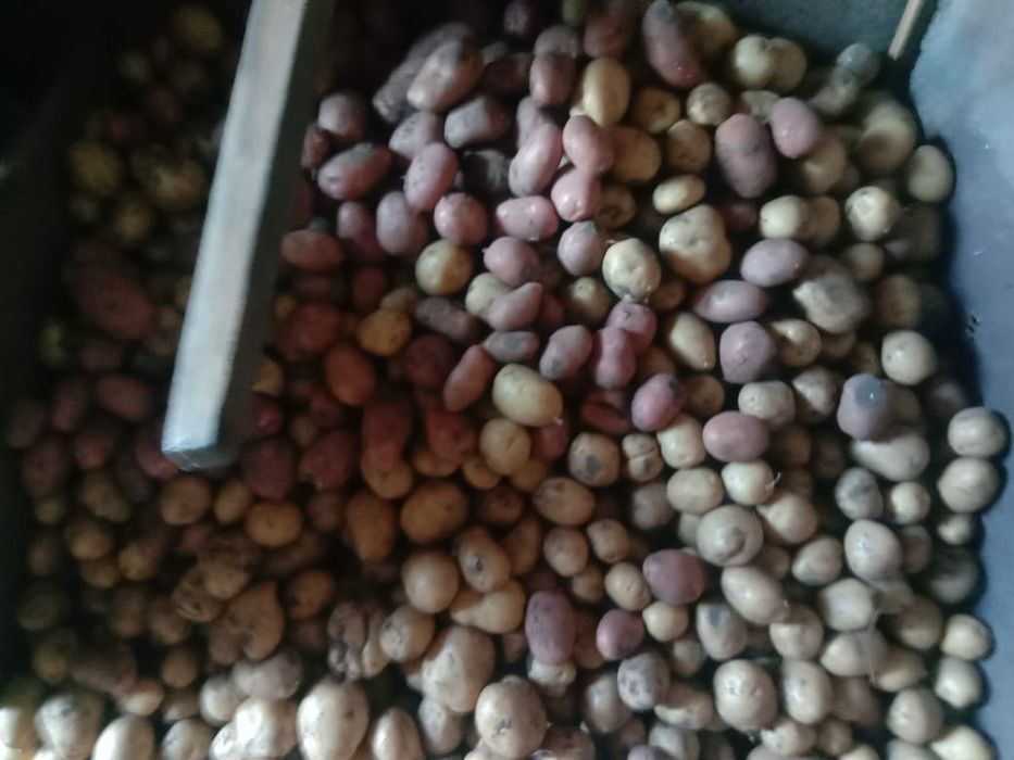 Продам Картофель