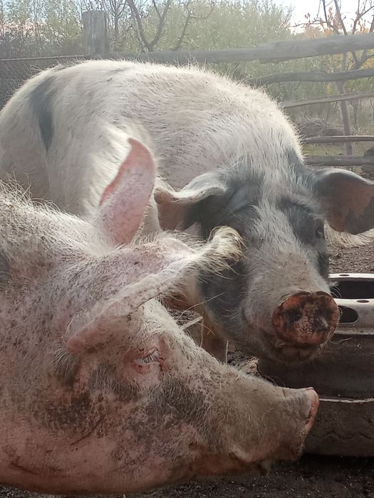 Vând baloți de lucernă