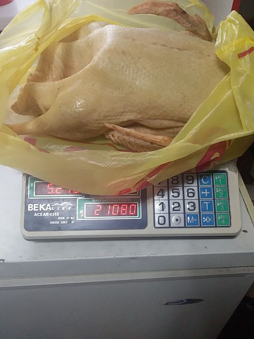 ГУСИ домашние Дарьинск