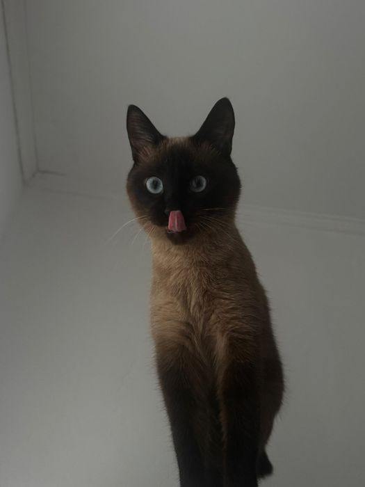 Отдам в добрые руки