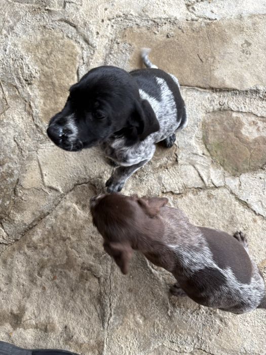 Дратхаарчета 2броя,женски