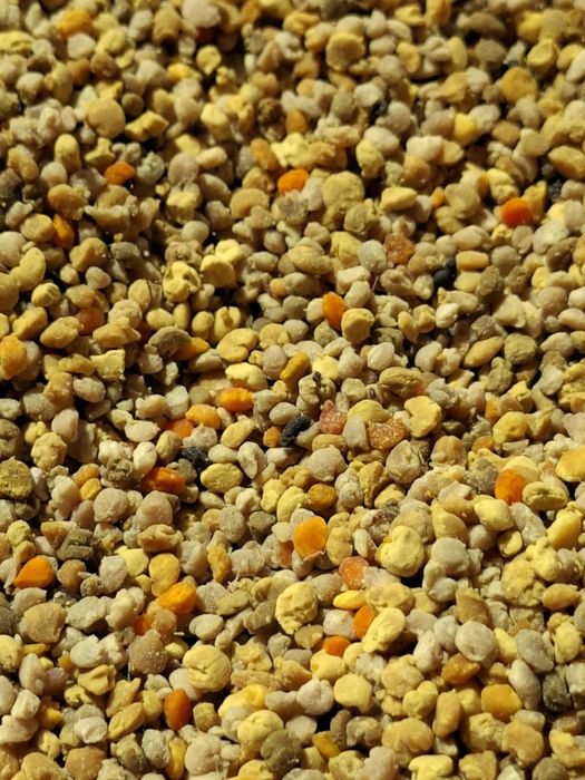 Polen polifor crud, congelat sau uscat