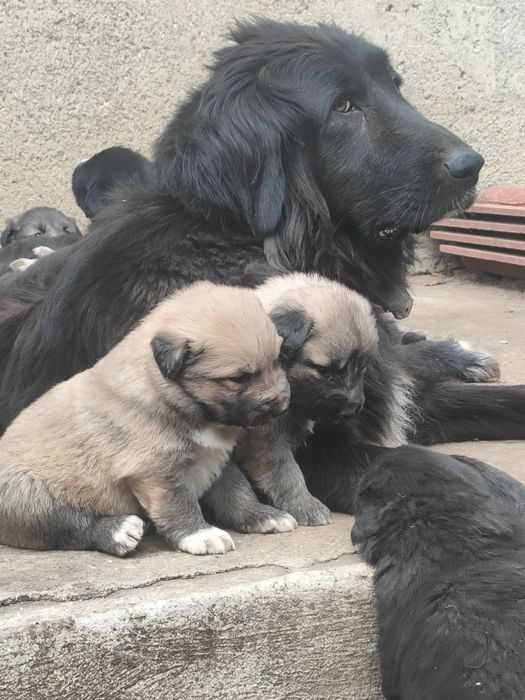 Каракачански кучета