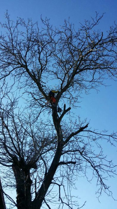 taieri copaci pomi periculosi alpinism utilitar lucrari la inaltime