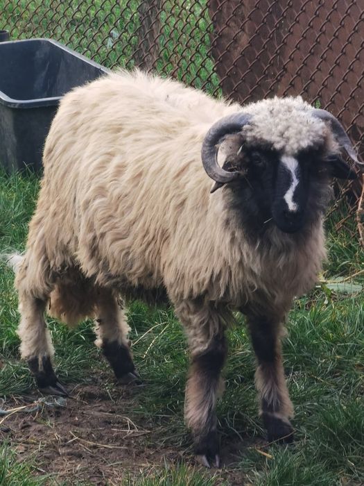 Vând noatin 350 de lei