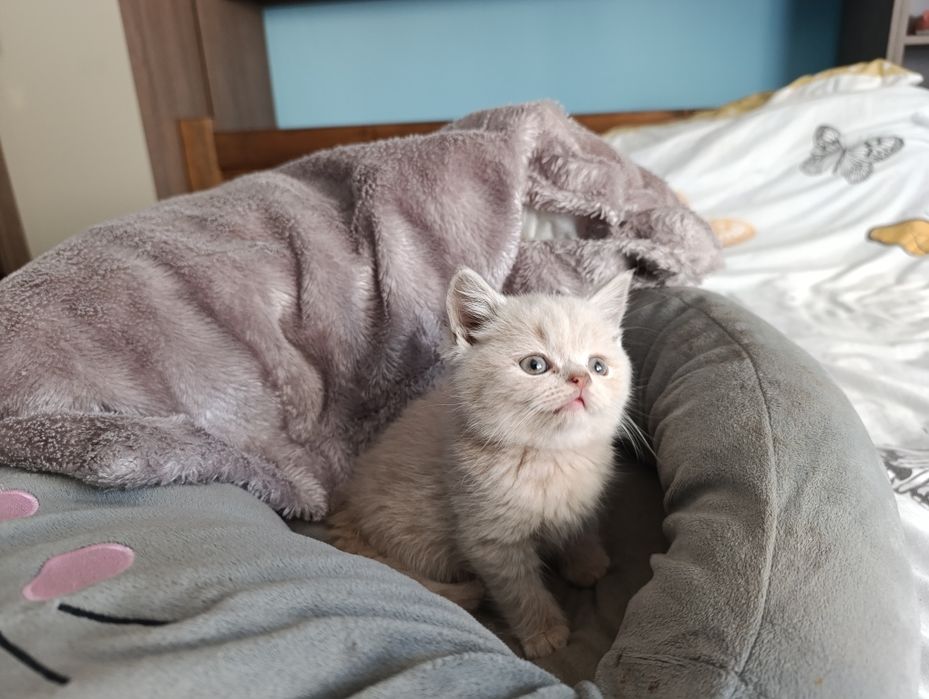 Vand British shorthair