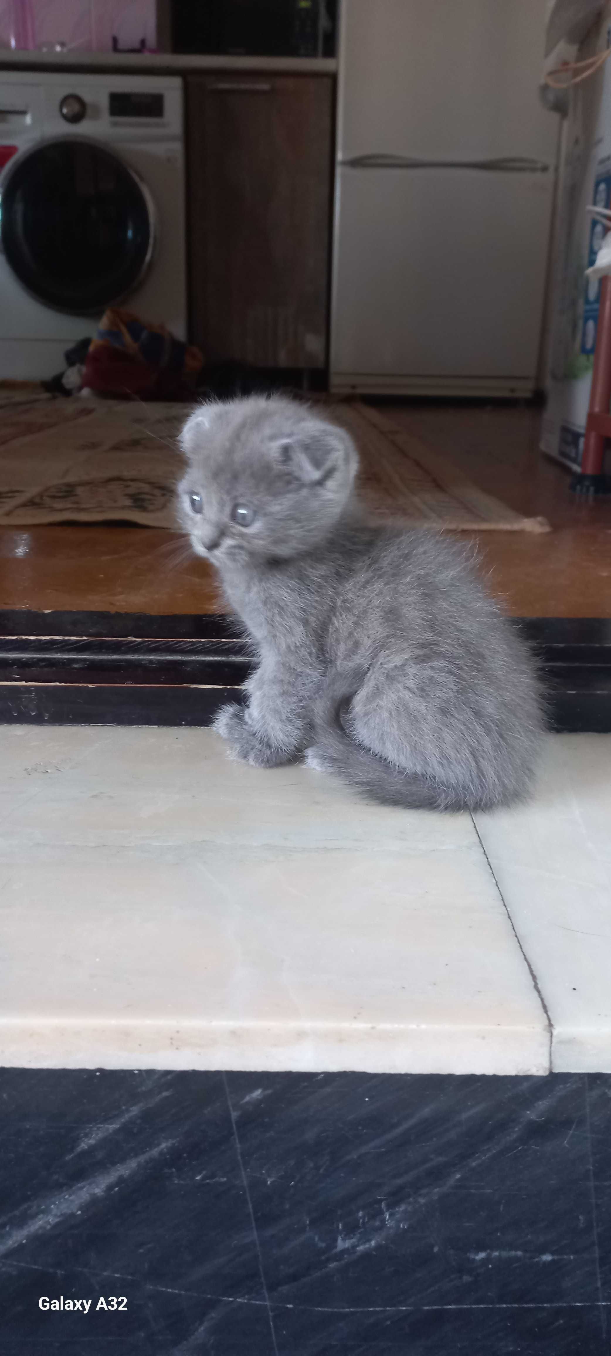 Продаются котята