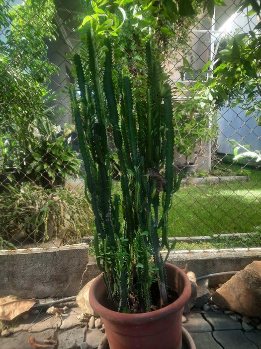 Vând Cactus Euphorbia - Timișoara