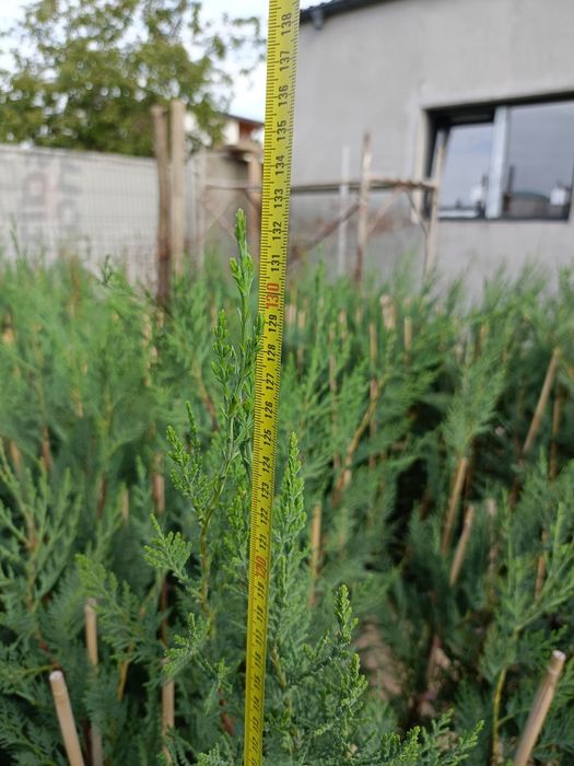 Tuia.  Chiparos  leylandii (OFERTA 160-170cm )