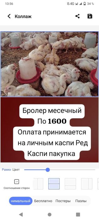 Бролер коб 500 кормим мега корм по 1600