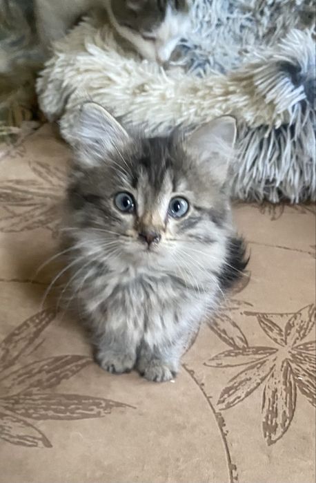 Отдам котенка 1,5 мес, мама породы британская длинношерстная