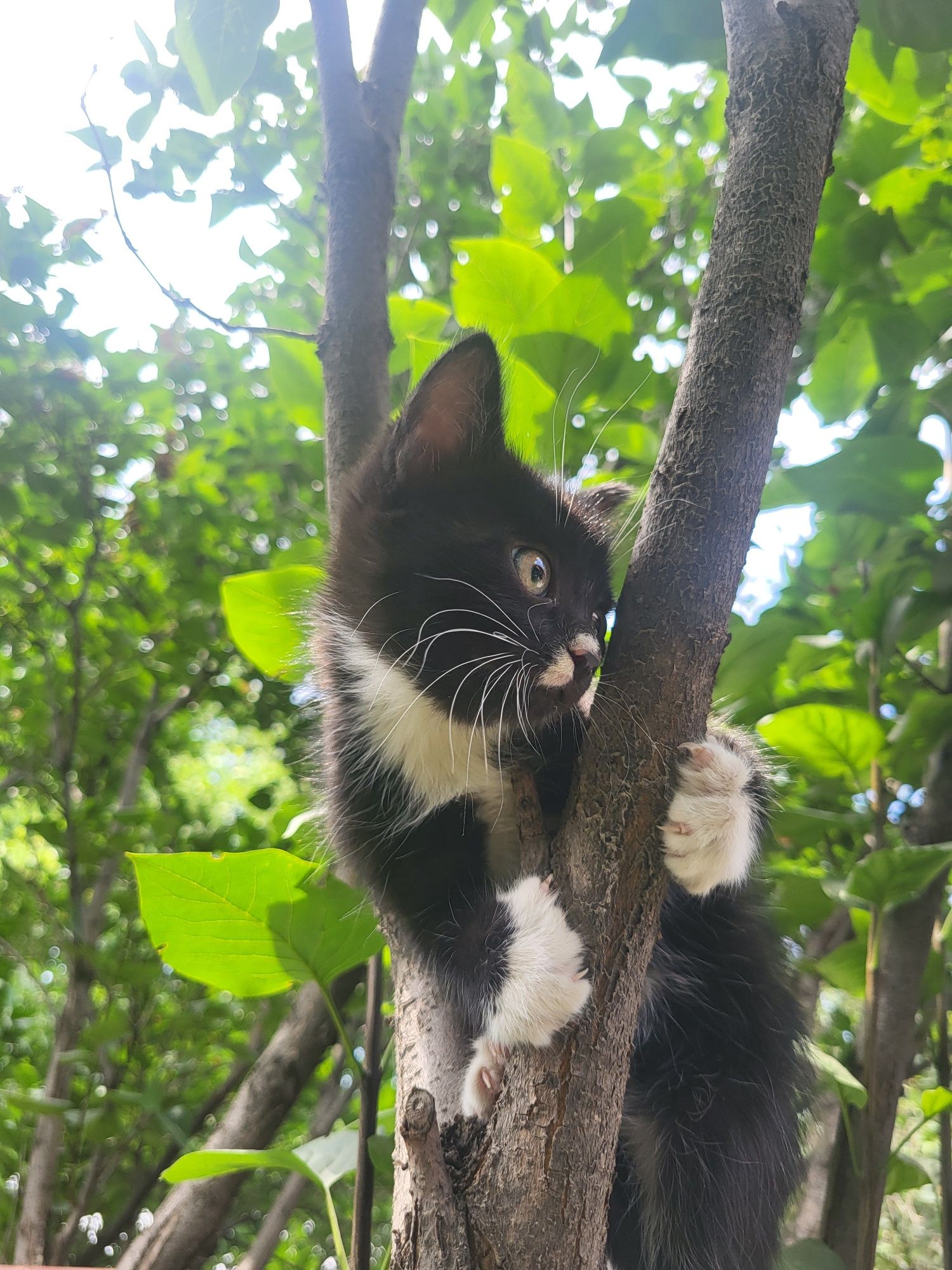 Отдаем котят в добрые руки