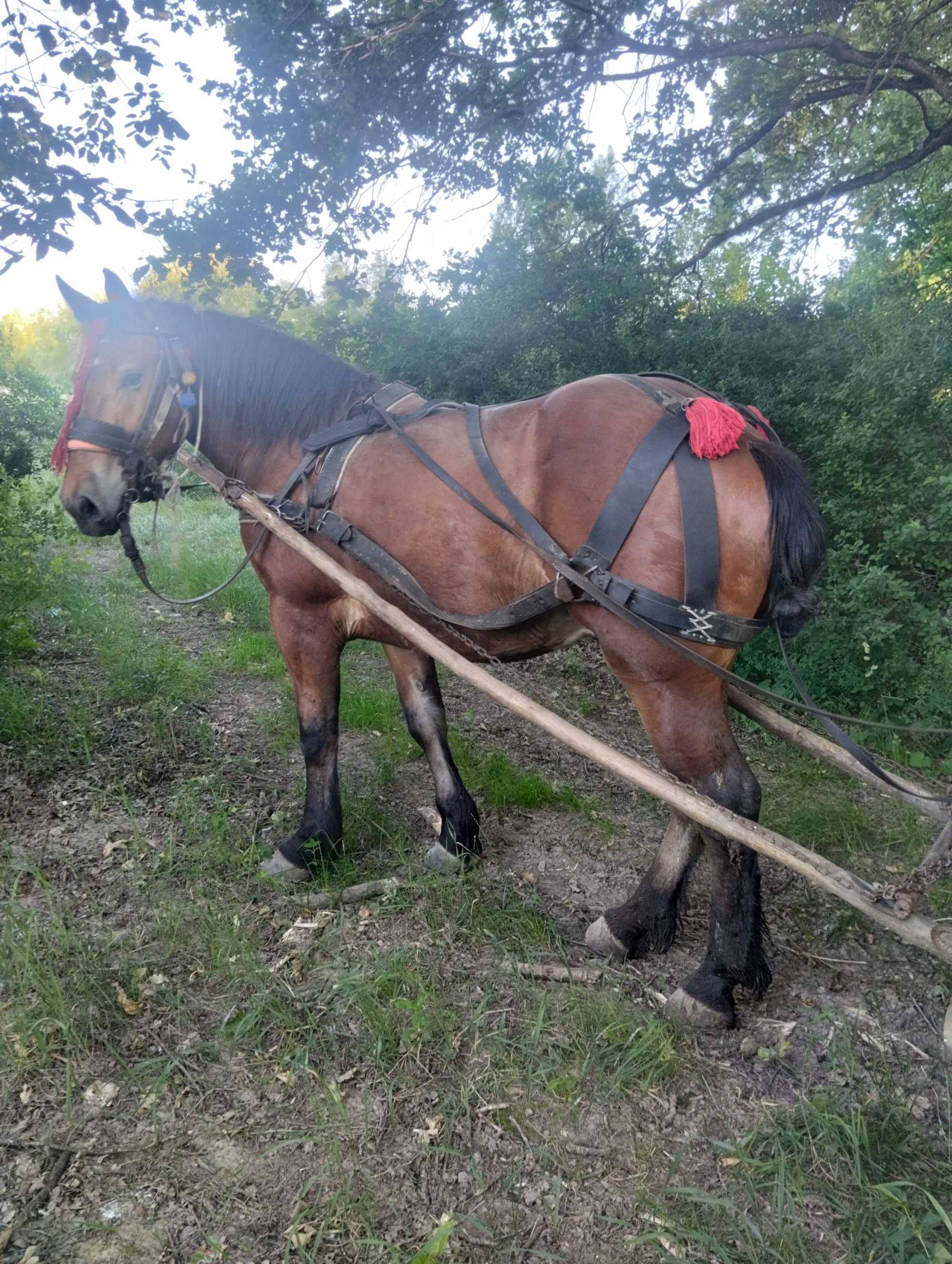 Vând mânz 2 ani și 3 ani castrați învățați