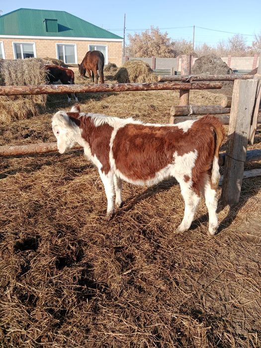 Продам 4 бычкааа