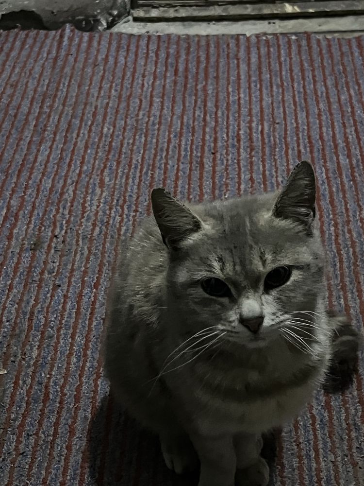 Котенок бесплатно даром