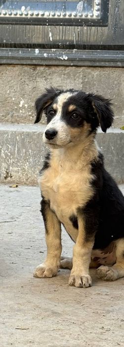 Метис овчарка охрана кущик бар 2 айлык