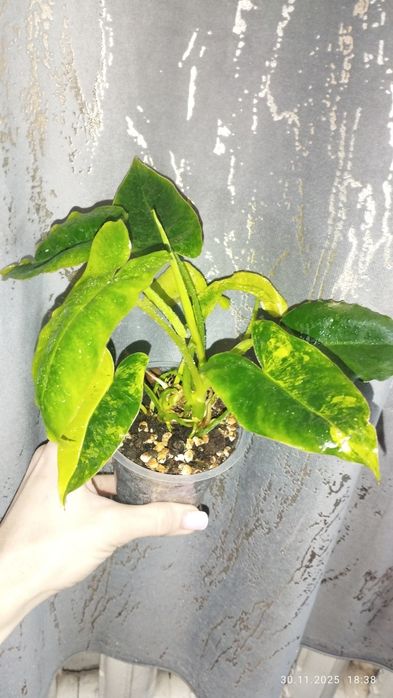 Продается Шикарный Филодендрон Бурле Маск