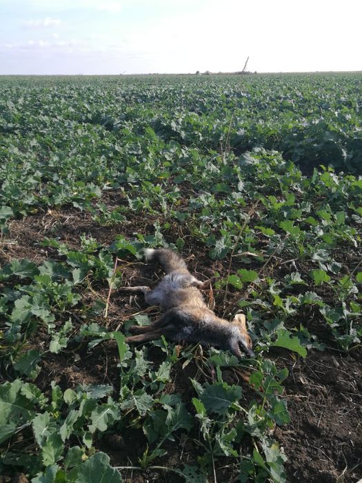 Carabina de vânătoare calibrul 223 rem.