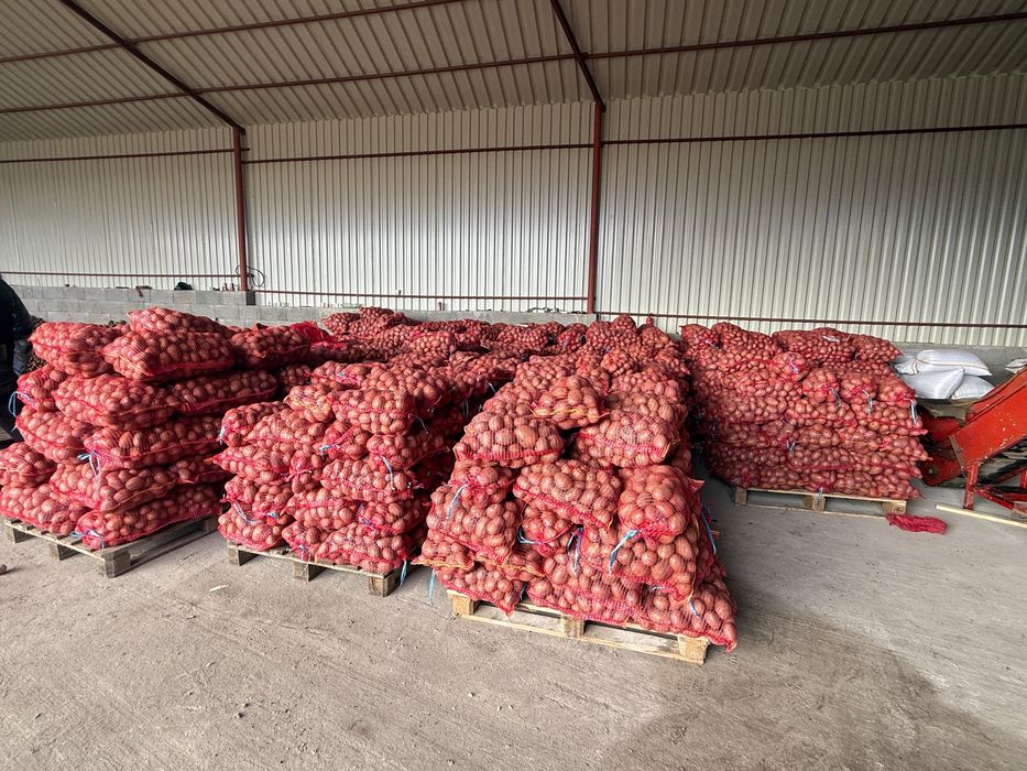 Cartofi de consul recent ambalat