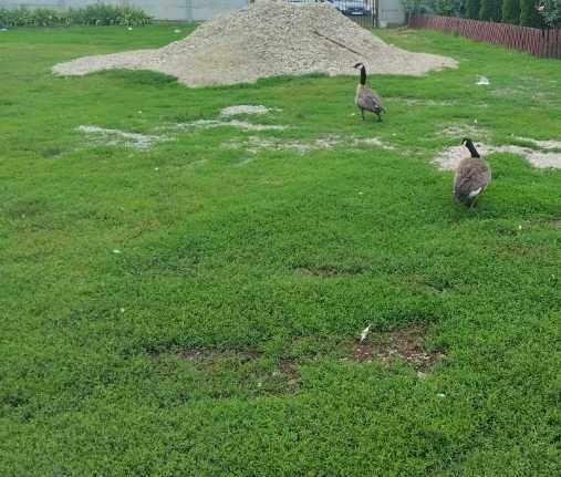 Vând rate exotice și gâște exotice