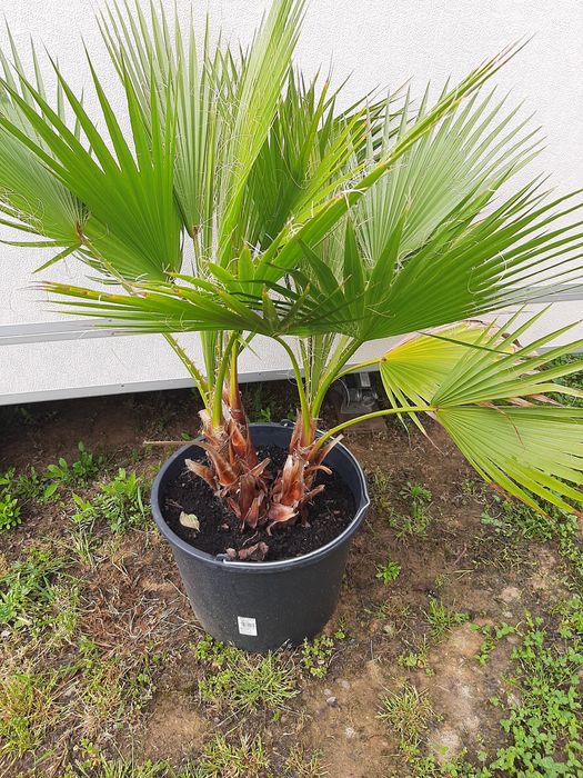 Vând palmier rezistent la îngheț