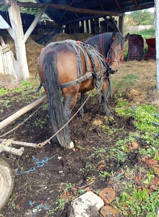 Mânză gestantă  are 2ani si 4 luni ca la carte